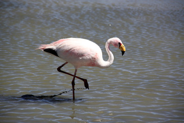 Fototapeta na wymiar Pink flamingo