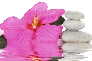 Fototapeta na wymiar fleur d'hibiscus et galets