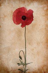 Illustration of watercolor poppy on a vintage background © Alexey Kuznetsov