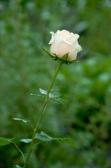 Single ecru rose on natural green background