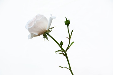 Single delicate romantic rose on white background