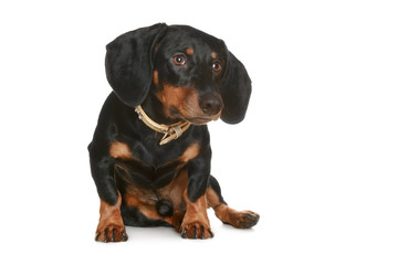 Black and brown dachshund puppy