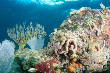 Fototapeta premium Sea Rod on a reef in Broward County, Florida