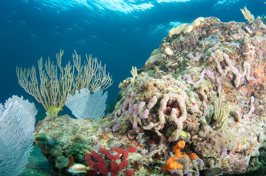 Sea Rod on a reef in Broward County, Florida