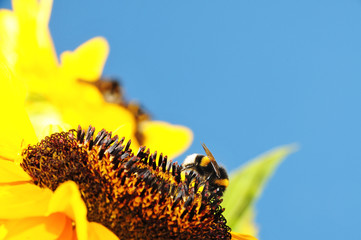 sunflower and bee