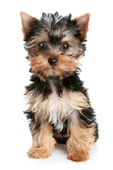 Yorkshire Terrier puppy on white background