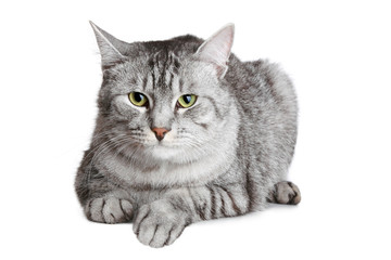 British cat, isolated on white background