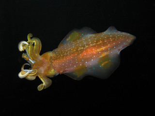Caribbean Reef Squid hovers at night Island of Dominica