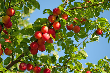 Wildpflaumen - Prunus cerasifera