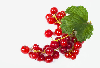 Red currant