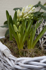 Obraz premium hyacinth in pot in street shop flower