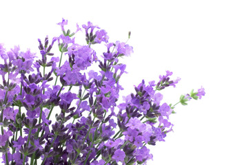 Obraz premium Lavender blossoms