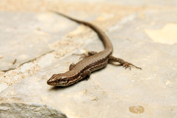 石畳の上のトカゲ