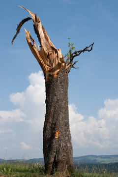 Baumstamm nach Sturm 