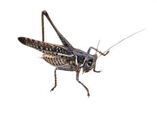 grasshopper