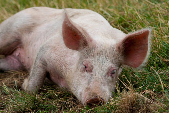 Schweineborsten-Bilder: Stock-Fotos & -Videos. | Adobe Stock