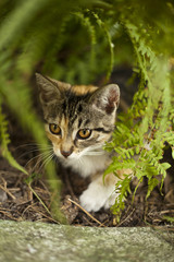 Naklejka na ściany i meble Mały ciekawski kotek schowany w ogrodzie