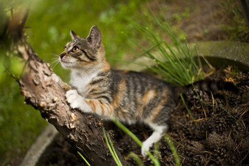 Naklejka na ściany i meble Mały kotek ostrzący pazury na drzewie