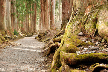 戸隠神社の杉並木
