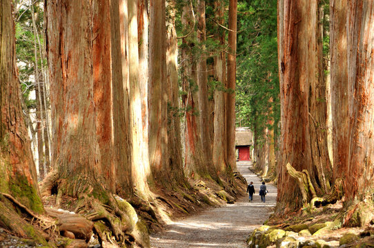 戸隠神社の杉並木