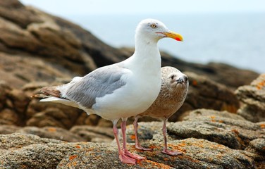 Mouette