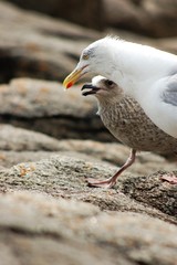 Mouette