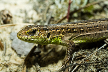 Portrait of lizard
