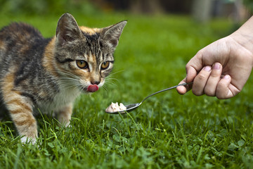 Mała dziecięca dłoń karmiąca kotka