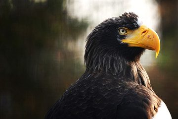 Obraz premium eagle