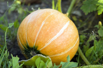 Pumpkin on a bed