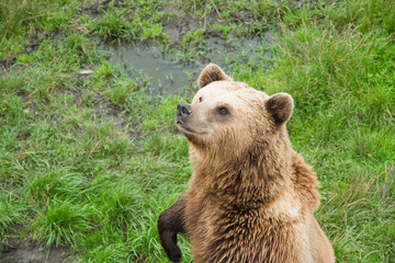 Obraz premium Braunbär