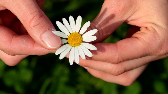 fiore m'ama margherita