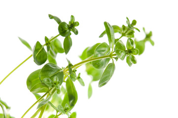 Fresh leafs of thyme herbs on a white background