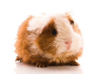baby guinea pig. texel. isolated on the white