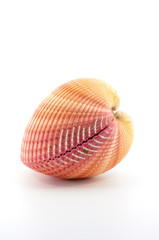 pink cardium shell