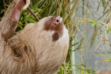 Two-toed sloth hanging from branch