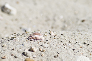 Fototapeta na wymiar Muschel im Sand