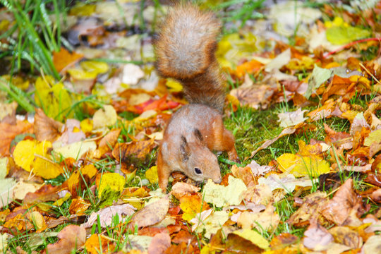 Brown squirrel