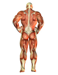 Muskel Body Builder Rücken ansicht