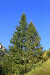 sapin