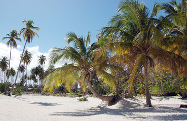 Obraz premium Palm tree