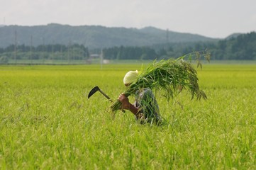 水田の草取り
