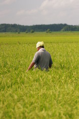 Fototapeta na wymiar Pełny niełuskany koszenia trawy ri