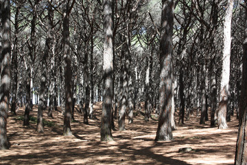 Pineta