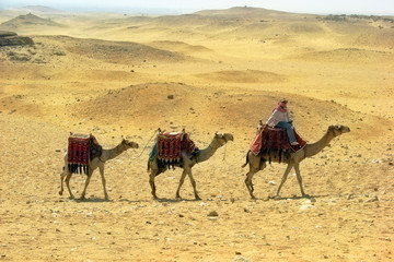Three camels caravan, Egypt - Cairo - Giza