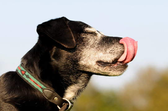 Hund steck Zunge heraus