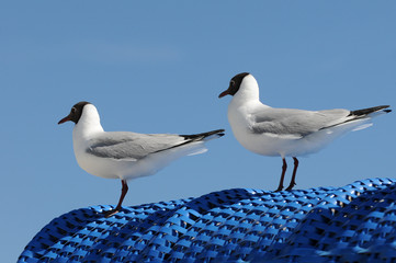 Zwei Möwen auf Strandkorb