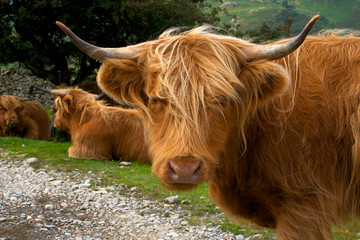 Highland Cattle