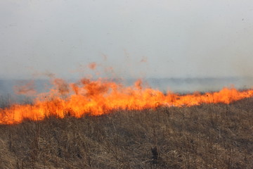 Fire line moving forwards - tongues of flame consuming meadow