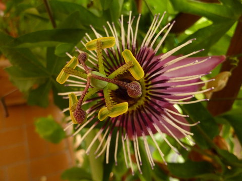 Passionsblume-  Passiflora violacea,